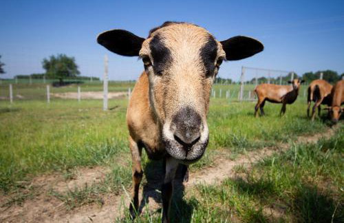 Zagroda Nad Kotelnią - Foto 59