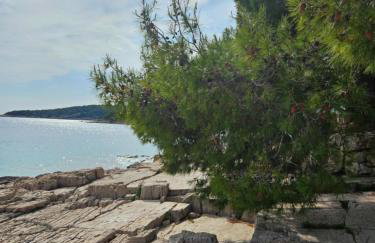 Nada Apartment, Uvala Koramaslinova, Brač - Photo 28