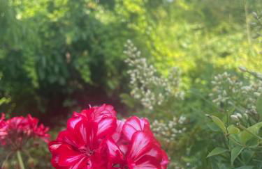 Paloma nel bosco - Foto 16