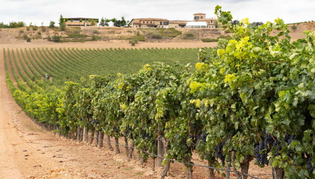 Paisagem da Viña Arnáiz