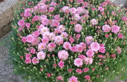 Eulennest-lu - Foto 19