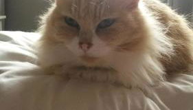 Casa Reginella - Foto 2