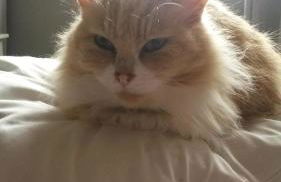 Casa Reginella - Foto 2