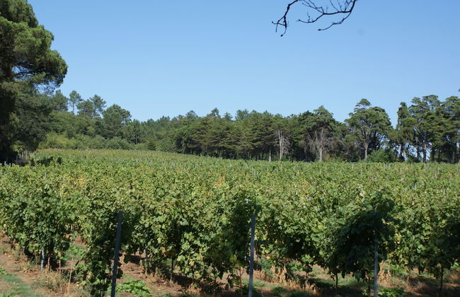 Quinta do Paço D'Anha - Foto 36