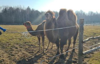 Pensjonat Przy Stajni - Foto 17