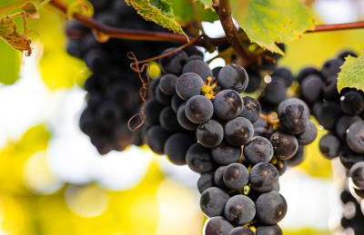 Agriturismo Acquachiara - Foto 51