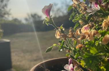 Domaine de Cazal - Gîte 2 pers avec piscine au cœur de 26 hectares de nature préservée - Foto 37