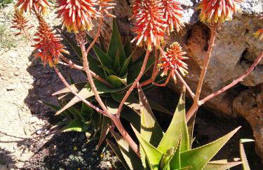 Roussa's House - Foto 52