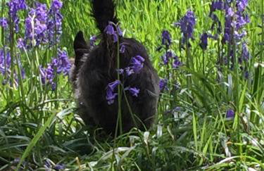 3 Guests - Pet Friendly - Grid Tree-House - Foto 29