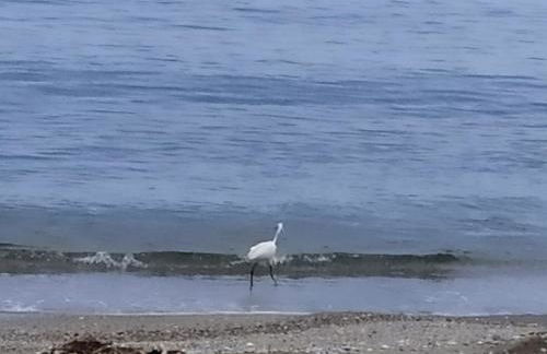 Bebas Apartments Nea Karvali - Foto 5