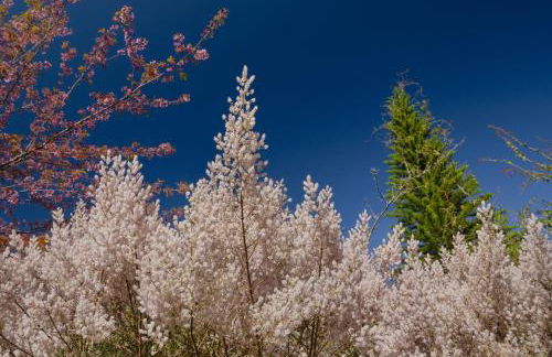Chalé Flores e Amores - Photo 52