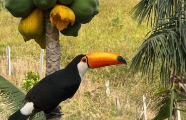 Lindo sítio próximo a Terra dos Dinos! - Foto 18
