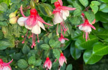 Lütje Huus am Meer - Foto 14