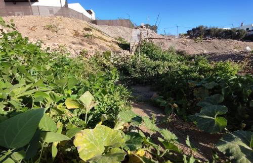 La Gata de Tefia - Foto 13