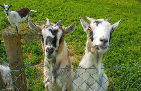 Haus Trötschler - Foto 7