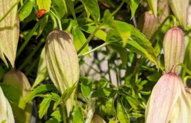 Luxury 18th Century Stone Built Cottage - Foto 39