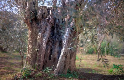 Villa Marina, Βίλλα Μαρίνα - Foto 48
