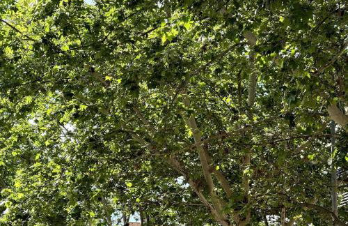 Avenzoar Apartments - Foto 30