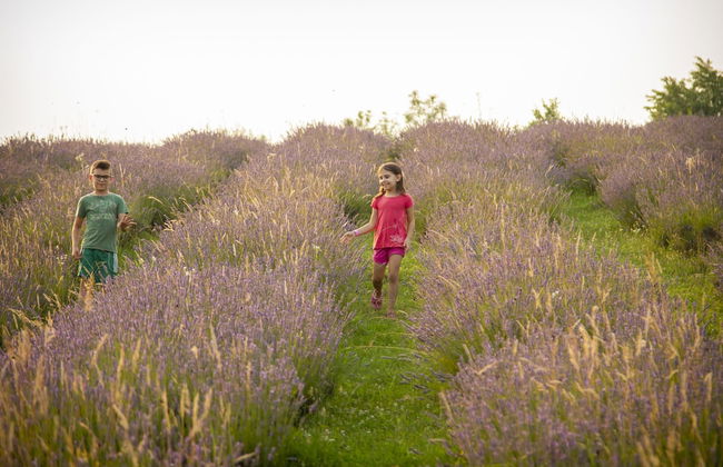 apartmani lavanda - Foto 36