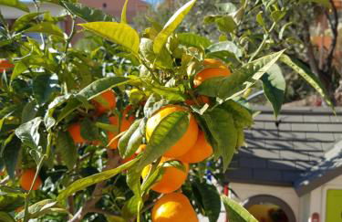 Vue mer.Tranquilité.Cap d'Ail à 10 mn de MONACO - Foto 19