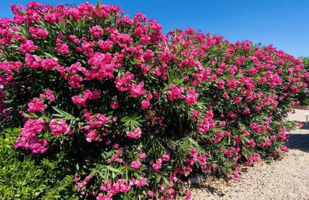 Villa Cristina - Foto 19