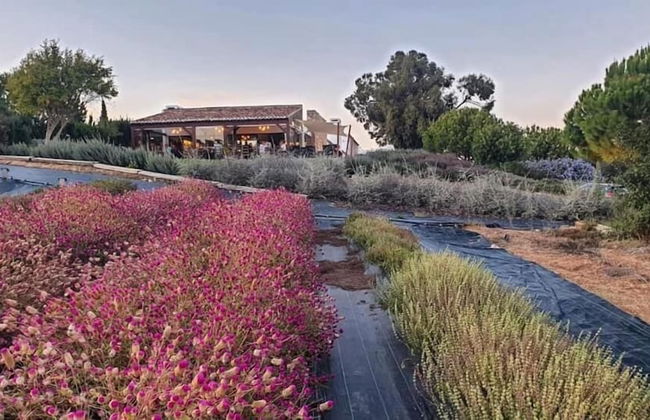 Quinta do Mel - Foto 47