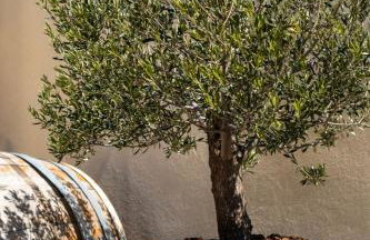 Wine house Marlais - Foto 11