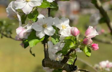 Eichberg Ferienhäuser - Foto 6