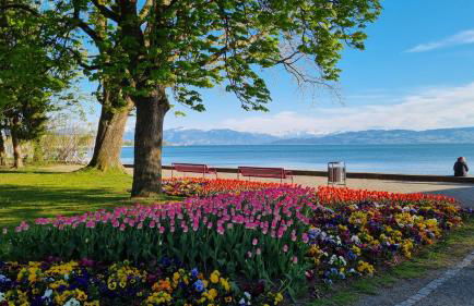 MF Manuele Ficano - Ferienwohnungen am Bodensee - Fewo Luna - Foto 24