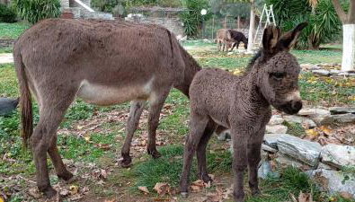 Venus cottage - Foto 3