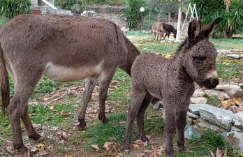 Venus cottage - Foto 3