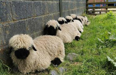 Glen Bay - 2 Bed Lodge on Friendly Farm Stay with Private Hot Tub - Foto 30