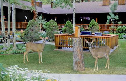 Shadow Mountain Lodge and Cabins - Foto 23