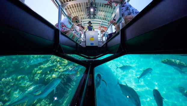 Admirando os peixes durante a travessia