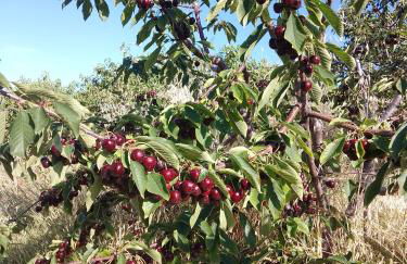 Les Gites du Mont Ventoux - Foto 55