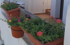 Condado de alhama, naranjos 8 - Foto 1