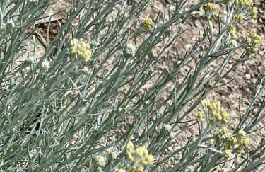 A Murella - maison de vacances à Oletta en Corse - Foto 79