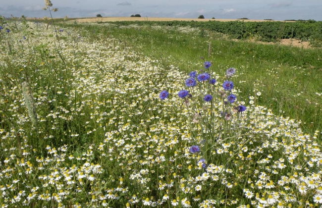 Cottage With Tennis Court - Foto 34