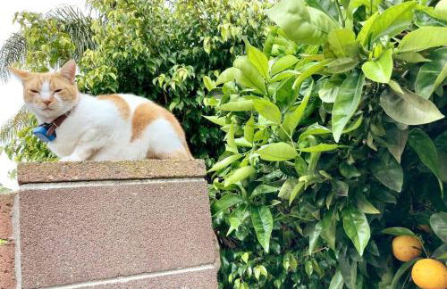 Mile to Beach! Tiki Master Suite - Foto 19