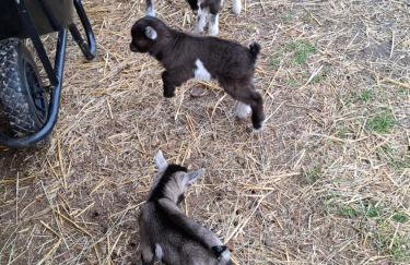 Mardi Gras, Upwell - Foto 37