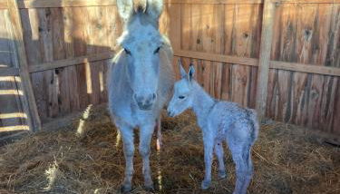 Domaine de Montfort - Foto 2