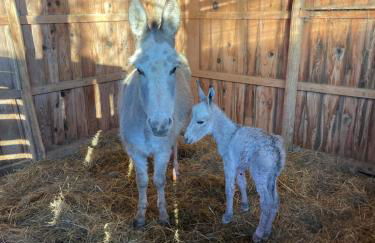 Domaine de Montfort - Foto 2