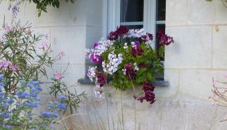 Pergoloire - Photo 3