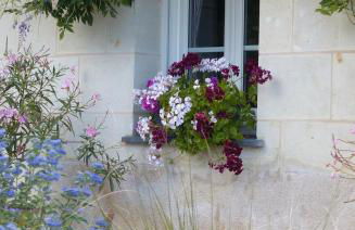 Pergoloire - Photo 3