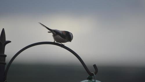 Bumble Bee Cottage - Foto 3