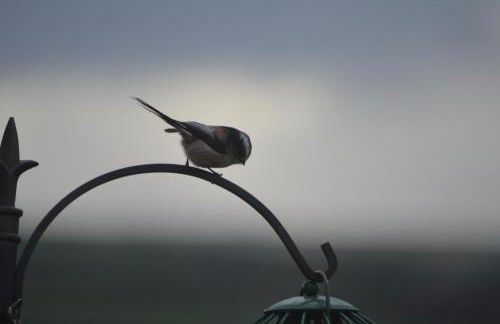 Bumble Bee Cottage - Foto 3