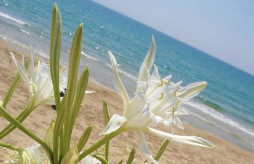 Giglio Bianco Casa Vacanze - Foto 22