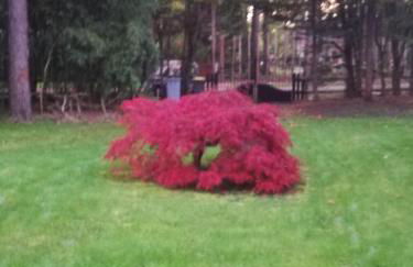 Grande maison au calme au cœur d un bois 11 personnes - Photo 28