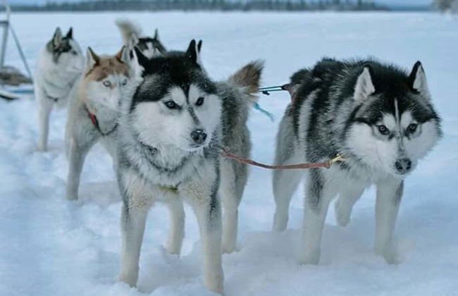 Balade en traîneau tiré par des chiens huskies à Rovaniemi - Photo 5