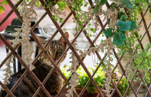 Traditional stone house Ariadne near Matala beach - Foto 61